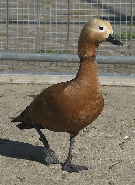 中国在冬季