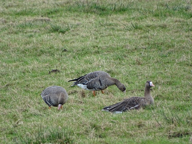 与边路的灵 与边路的灵